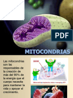 Las Mitocondrias