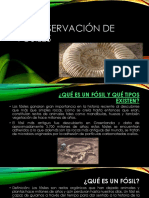 2.4 Observación de Fosiles PDF