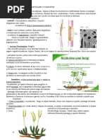 Plante Vasculare