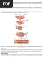 Biomecánica - 1.2. Biomecánica Muscular