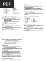 Reproductive System Notes