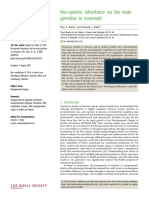 Non-Genetic Inheritance Via The Male Germline in Mammals: Review