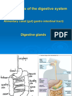 Components of The Digestive System