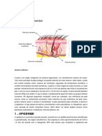 Sistema Tegumentar 2020