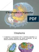 Citoplasma e Organelas - Aula Biologia Celular - Ensino Médio