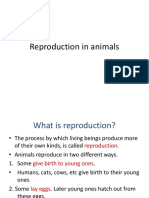 Reproduction in Animals