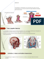 Huesos - Musculo - Irrigación e Inervación de Escote