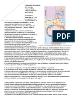 25 Organización Del Sistema Respiratorio