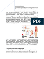 Desarrollo de La Hematopoyesis en El Cuerpo