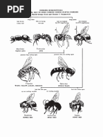 Hymenoptera PDF