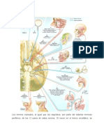 Nervios Craneales
