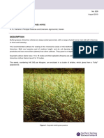 Buffel Grass: (A Pasture Grass For Sandy Soils)