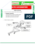 Aparato Locomotor para Primero de Primaria PDF