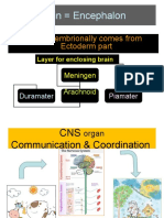 Brain Encephalon: - Brain: Embrionally Comes From Ectoderm Part