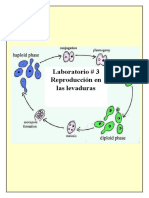 Laboratorio 3 Reproduccion en Las Levaduras