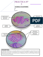 Epitelio Glandular Histo 1