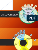 Ciclo Celular PDF