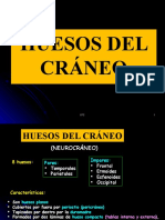 Huesos Del Cráneo