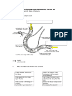 WORKSHEET 7.2 Gaseous Exchange Across The Respiratory Surfaces and Transport of Gases in Humans