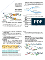 DNA Replication and Protein Synthesis