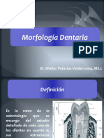 Morfologia Definicion y Relacion Otras Ciencias