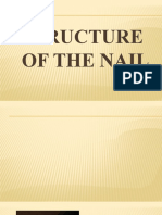 Structure of The Nail