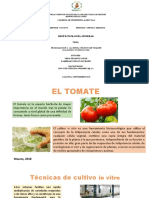 PROPAGACIÓN in Vitro EN EL CULTIVO DE TOMATE RICHARD