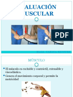 Evaluacion Muscular