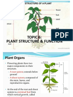 Topic 6: Plant Structure & Function