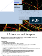 Neurons and Synapses: Essential Idea: Neurons Transmit The Message, Synapses Modulate The Message