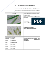 Aisah Amini - Tugas Praktikum 1 Cyanophyta Dan Chlorophyta PDF