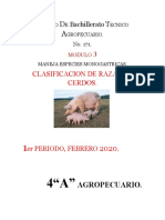 Clasificasion de Razas de Cerdo