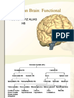 The Human Brain: Functional: Abdul Hafiz Alias H8