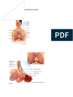 Anatomy and Physiology of Respiratory System