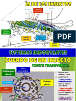 6 ANATOMÍA INSECTIL - Sist Digestivo - Excretor y Circulatorio