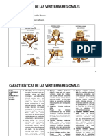 Resuelto Características Vertebras 2-20