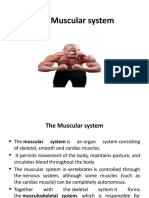 The Muscular System