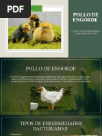 Pollo de Engorde