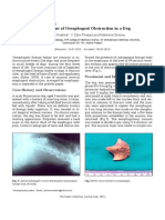 Management of Oesophageal Obstruction in A Dog