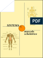 Appunti APPARATO LOCOMOTORE