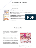 Lecture 8 Glandular Epithelia