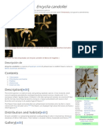 Encyclia Candollei PDF