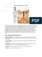 Female Reproductive System