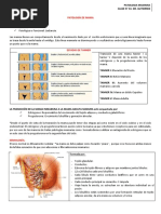 14.-Patologia Mamaria