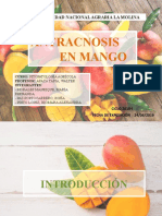 Antracnosis en Mango