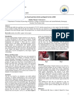 A Rarest Case of Post-Partum Uterine Prolapsed in Doe Rabbit