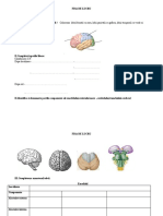 0 Fise Anatomia Encefalului