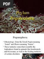 POGONOPHORA1 Ulit