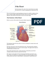 Anatomy of The Heart