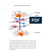 Desarrollo Del Taller de Células Del Sistema Nervioso